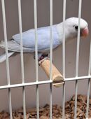 Junge Russköpfchen Aga.nigrigenis abzugeben in 59368