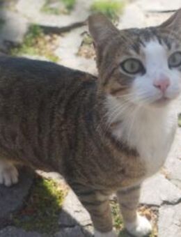 verschmuster Kater namens Ochko - Augsburg