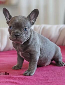 Premium Französische Bulldoggen Welpen Blue Eyes mit Nase und Rute aus promovierter Zucht - Hannover