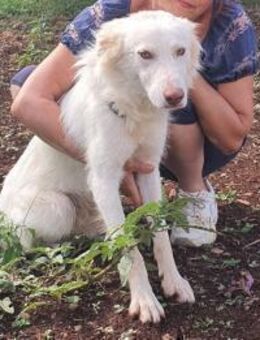 Rufus aus Kalabrien - Rieden (Rheinland-Pfalz)