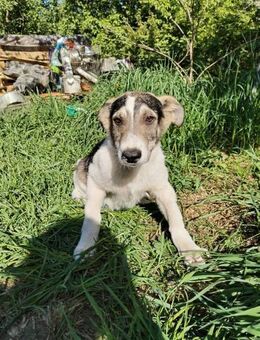 Süßer Rocky❤️sucht seine Menschen - Rott (Inn)