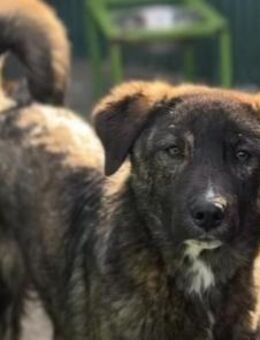 YAMIR - liebes, schönes Kerlchen - Velbert