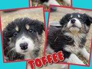 Kleiner Toffee in Not! - Nürnberg