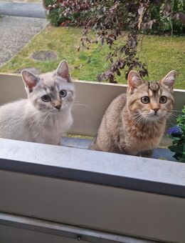 BKH Kitten - Singen (Hohentwiel)