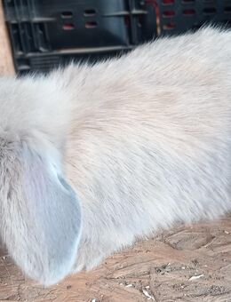 Zwergwidder Zwergkaninchen Babys Rammler Häsin - Gudow