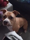 American Bully Dame sucht dringend neues zuhause in 12619