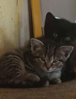 2 der Babys aus dem Mai 2025 möchte ich gern abgeben - Ückeritz