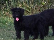 Briard kuschelbären warten auf dich - Moringen
