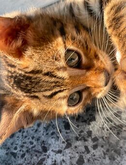 Bengal Kitten Snow Mink, Silver Rosette, Brown Black Spotted Tabby - Werther (Westfalen)