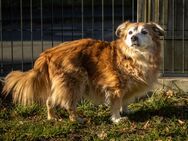 Niels - Dackel-Mix - 12 Jahre - Tierhilfe Franken e.V. - Lauf (Pegnitz) Zentrum