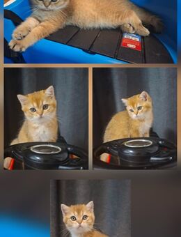 BKH Kitten - Burgkirchen (Alz)