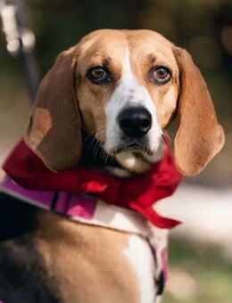 NICOLETTA - auf Pflegestelle in Bayern - Regensburg