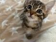 EHK-Bengal Kitten in 10115