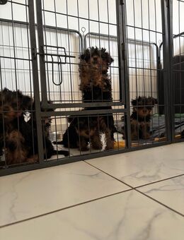 Wunderschöne Yorkshire Terrier Welpen, 4 Mädchen 2 Jungs - Ludwigshafen (Rhein)