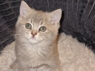 Süße Katzen suchen ein neues Zuhause. Geimpft. - Nürnberg