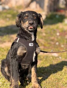 Curly wurde einfach ausgesetzt - Berlin