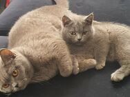 WUNDERSCHÖNE Katzenbabys BKH blau - Essen