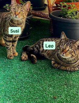 Zwei junge Katzen (1 Jahr) – liebevolles Zuhause gesucht - Potsdam