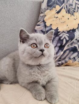 Britisch Katze - Berlin