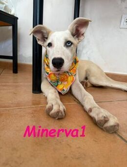 Minerva1 bezaubernde Welpin 05/2025 - Ruppertsecken