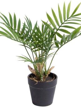Künstliche Zimmerpflanze Chamaedorea Palme Palme, Botanic-Haus, Höhe 28 cm