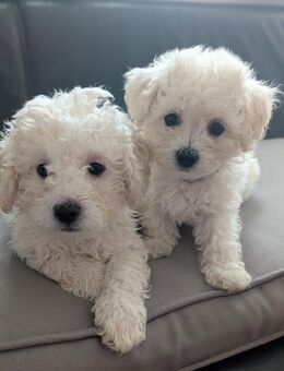 Bichpoo/Poochon Welpen - Aholming