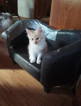 Main Coon Kitten - Marpingen
