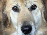 Mylo, der Traurige 🐾 - Elsdorf (Nordrhein-Westfalen)
