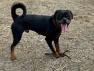 MOSLI, m., kastr., Rottweiler, 60 cm - Sipplingen