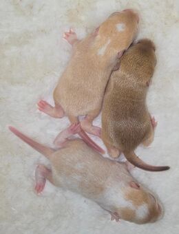 Mega süsse Rennmausbabys suchen ein neues zuhause - Düren