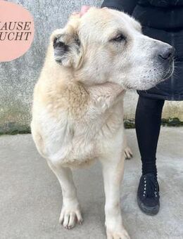 Treue LESKA sucht Zuhause ❤️ - Saarbrücken