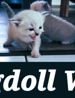 Liebe Ragdoll Fans, unsere 10 bildhübsche Ragdoll Kitten - Kirchheim (Teck) Zentrum