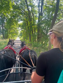 Pferdegespann Nonius - Altlandsberg