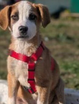 Rico kleiner Kämpfer sucht Zuhause - München