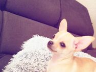 Chihuahua - Rüde sucht neues Zuhause! - Magdeburg
