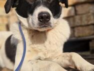 Snoopy - sucht noch sein Woodstock - Philippsburg