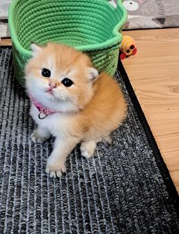 Bkh reinrassige Kitten Gold schadet - Osnabrück