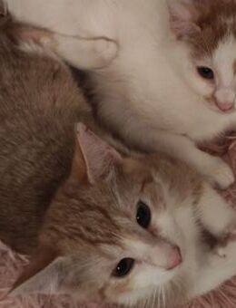 💫 Brüder-Duo 🐱 Ron & Fred ❤️ - Eislingen (Fils)