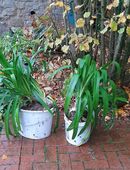 reichblühender Agapanthus in 33829