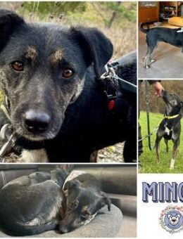 MINOU * vorsichtig, ruhig, offen - Duisburg