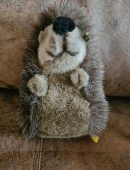 STEIFF-Igel - Mainz