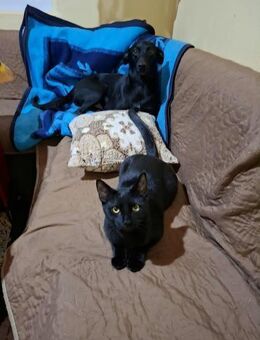 Schwarzes Glück sucht DICH = BAGHIRA♥️ - München