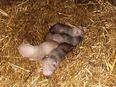 Frettchen welpen in 94258
