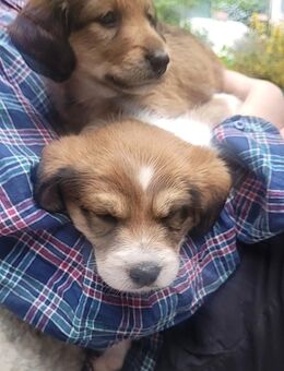 Parson Jack Russel Mix Welpe - Buxtehude Zentrum