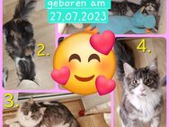 Maine Coon Mädchen suchen noch ihre Familie - Dresden