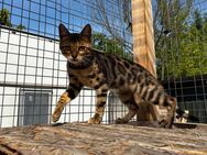 Bengal Kitten in Traum Optik suchen ihr zu Hause - Wriezen