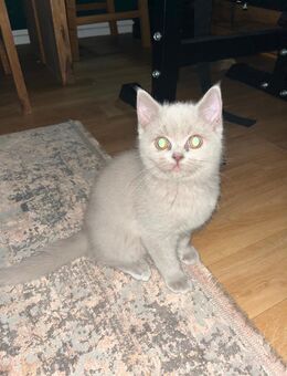 1 verspieler Bkh Kater sucht ein neues Zuhause - Bremen