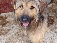 Boomer - wuscheliges 3-Bein - Weilheim (Oberbayern)