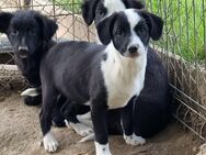 Dumbo sucht Familienanschluss - Tholey