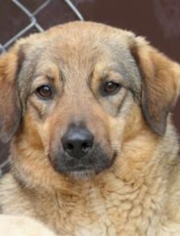 Alena sucht ihre Menschen - Kallmünz